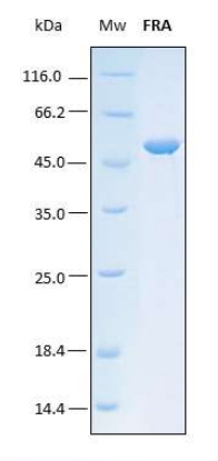 SDS-PAGE analysis (12%) of 1 μL of recombinant FRA. Purity is > 98% as determined by gel electrophoresis.